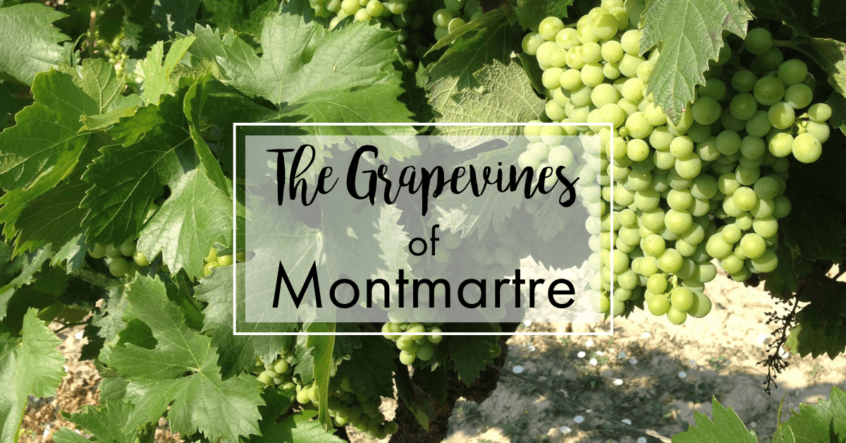 The Grapevines of Montmartre