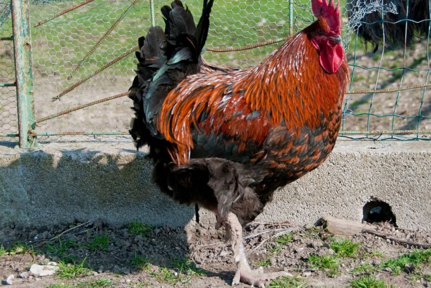 why the rooster is the symbol of france