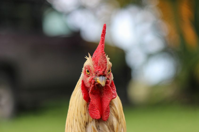 why the rooster is symbol of france